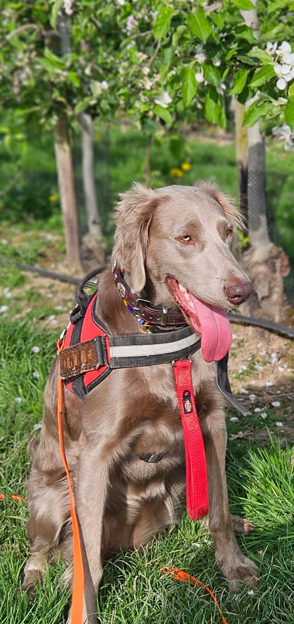 Bilder der Elterntiere